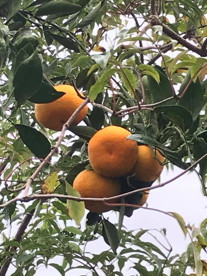 Easy Christmas Morning Breakfast fresh orange juice