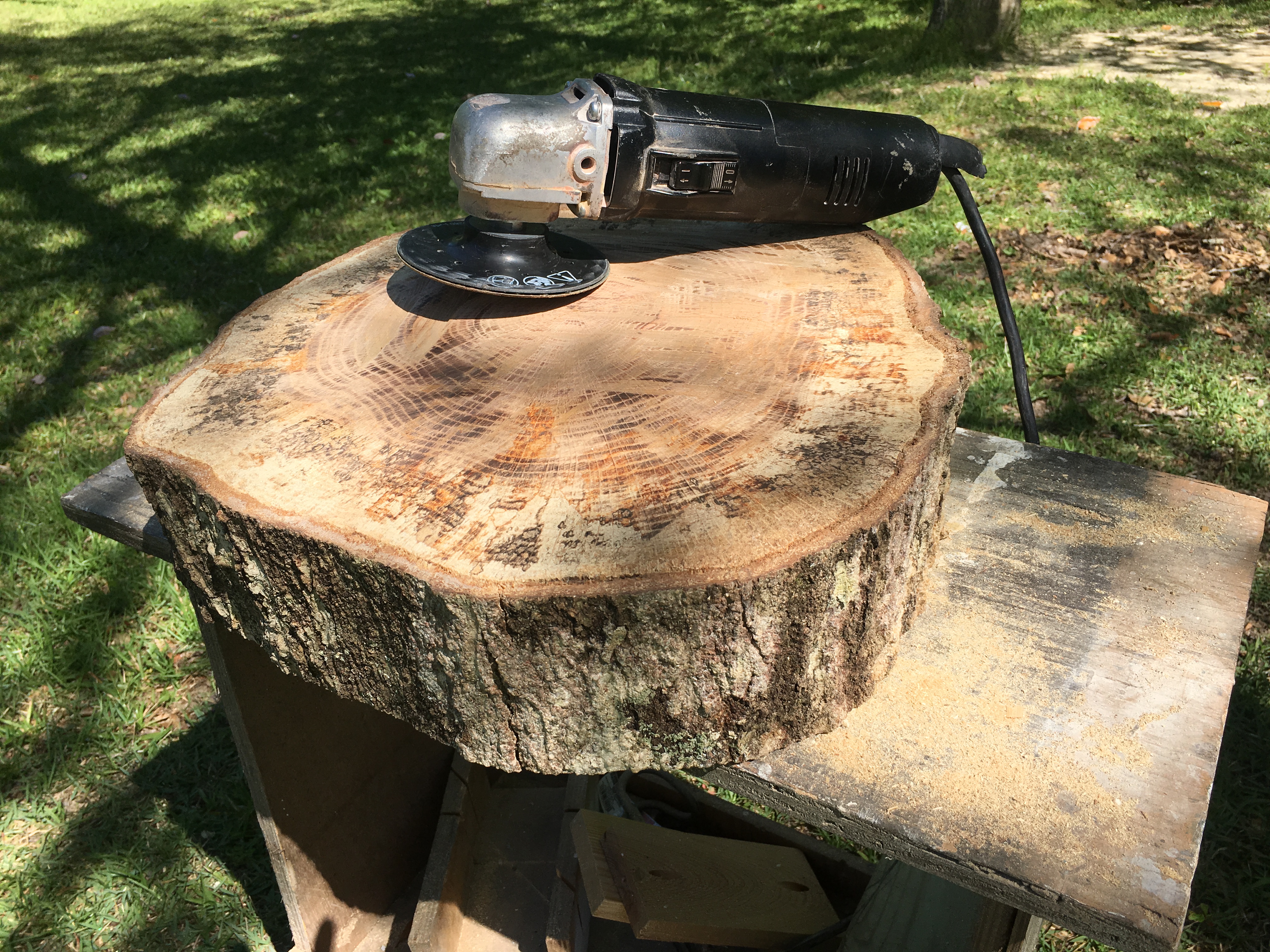 Tree slice ready to dry Kippi at Home
