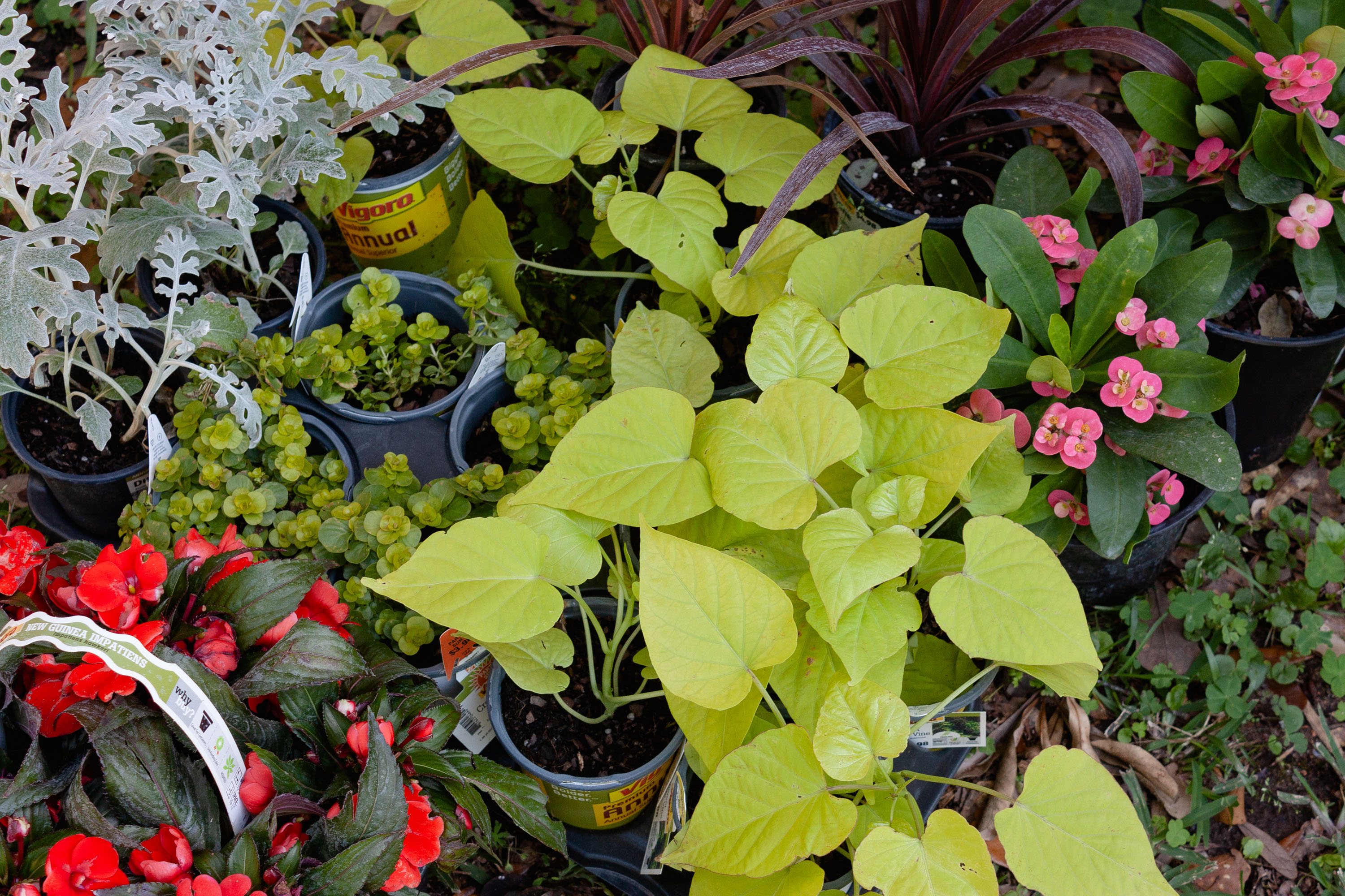 WHAT PLANTS ARE BEST FOR WINDOW BOXES visual data 2