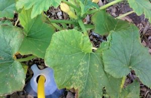 Angi's Water Saving Irrigation System, garden tour 