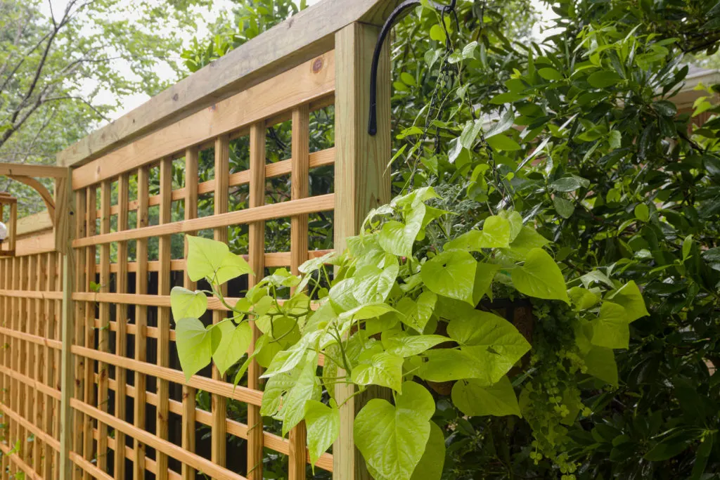 Trellis with hanging planters, easy step by step how to...