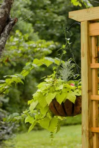 Hanging basket on trellis, step by step guide, garden update