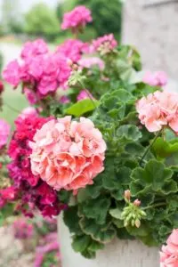 Jane's Summer Flower GardenTour, beautiful inspiration for your garden. garden tour