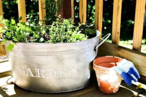 Michelle's Beautiful Herb Garden in Galvanized Bucket, pretty and useful herbs from a containergarden