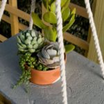 Succulents in Olivia's hanging planter