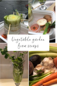 Vegetable Scraps Garden Vegetable Scraps Garden