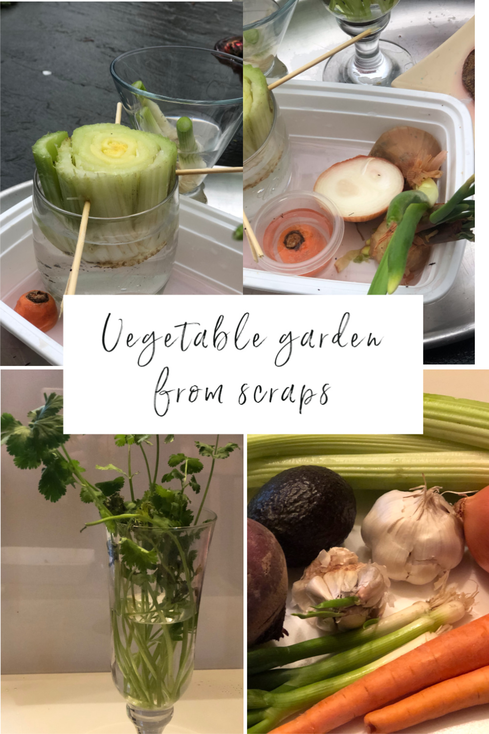 Vegetablegardenfromscraps Kippi at Home