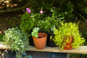 Shade to part-shade plants for container pots