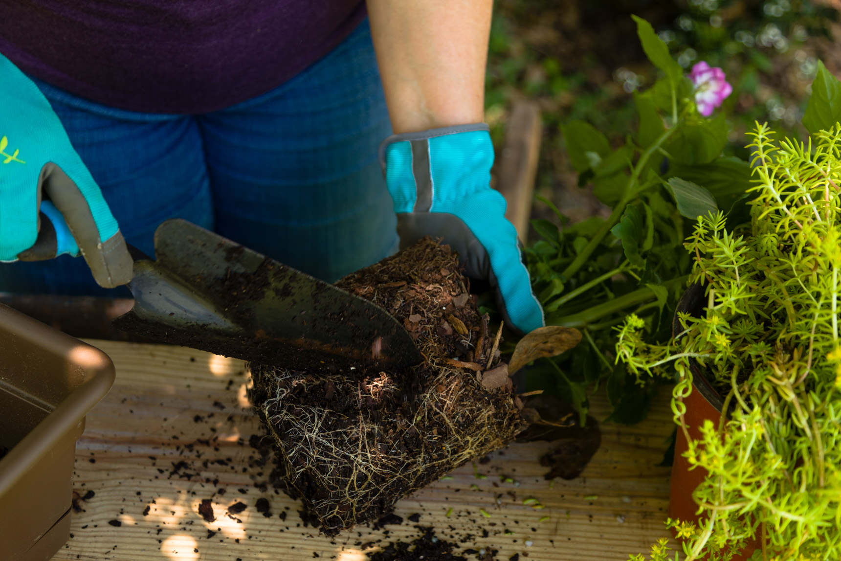 Cut some slits in the root balls Kippi at Home