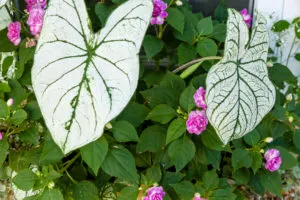 Window box plantings ideas for shade Window box plantings ideas for shade