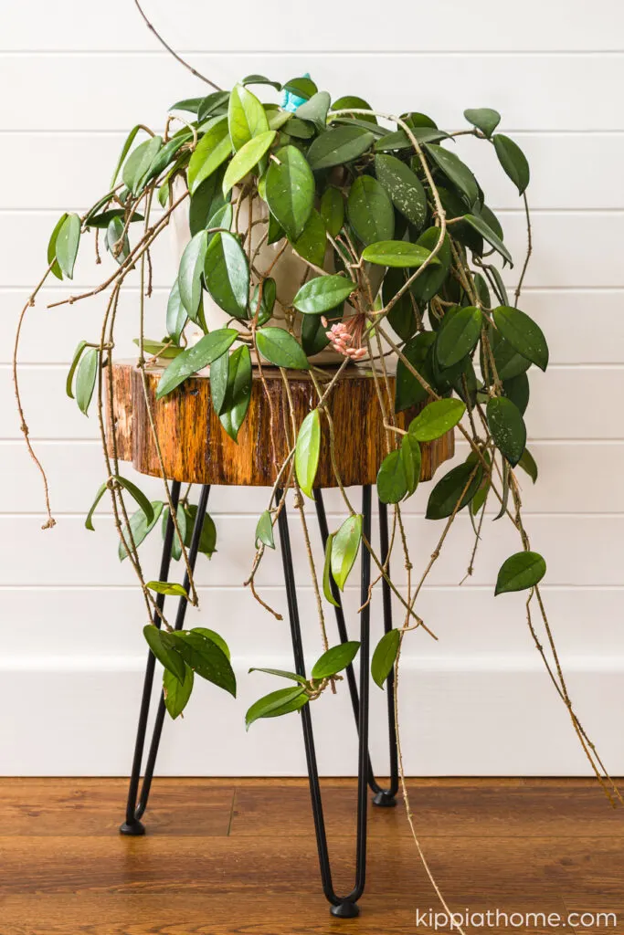 Hoya or Wax Plant