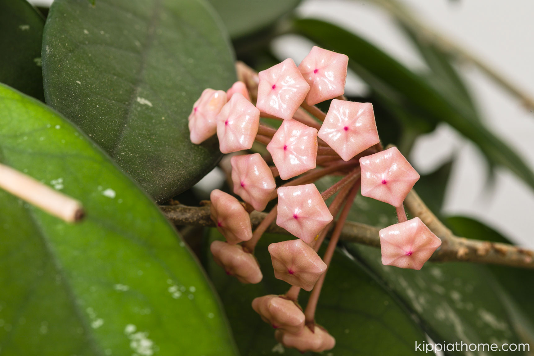 Rooted Starter Cutting – Hoya Wayetii, Tropical Live Houseplant