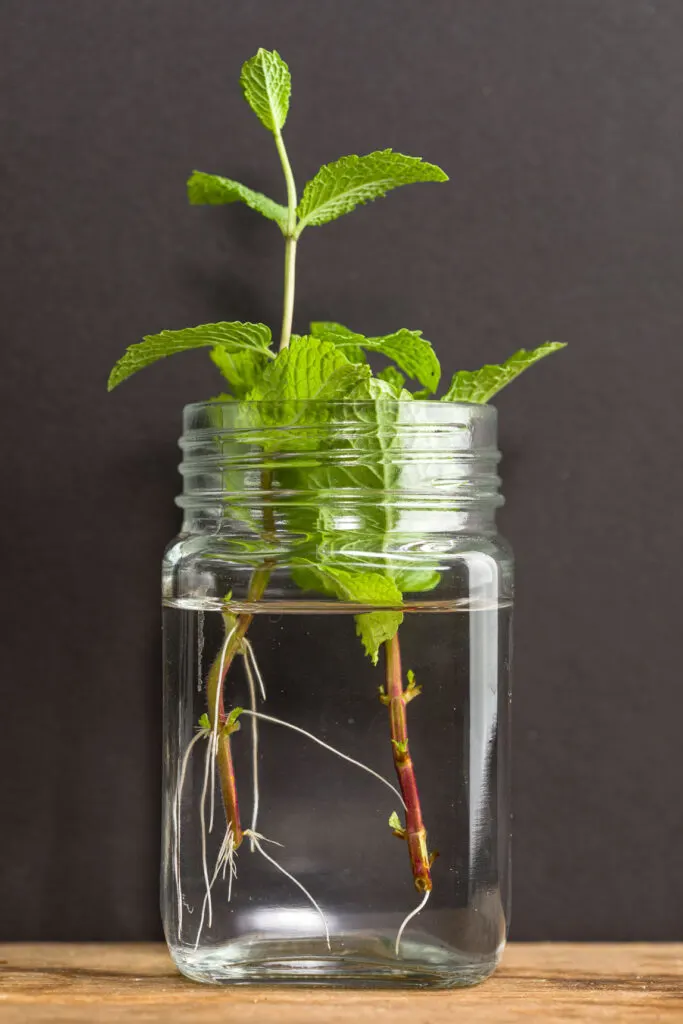 Growing mint from cuttings