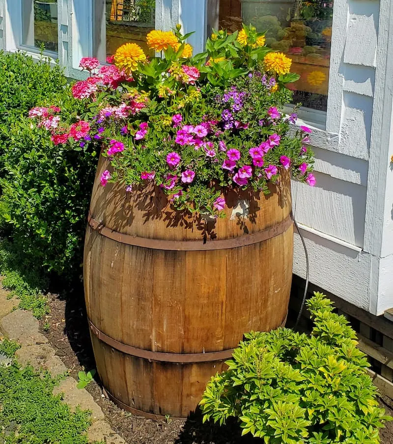 Whiskey barrel with flowers 