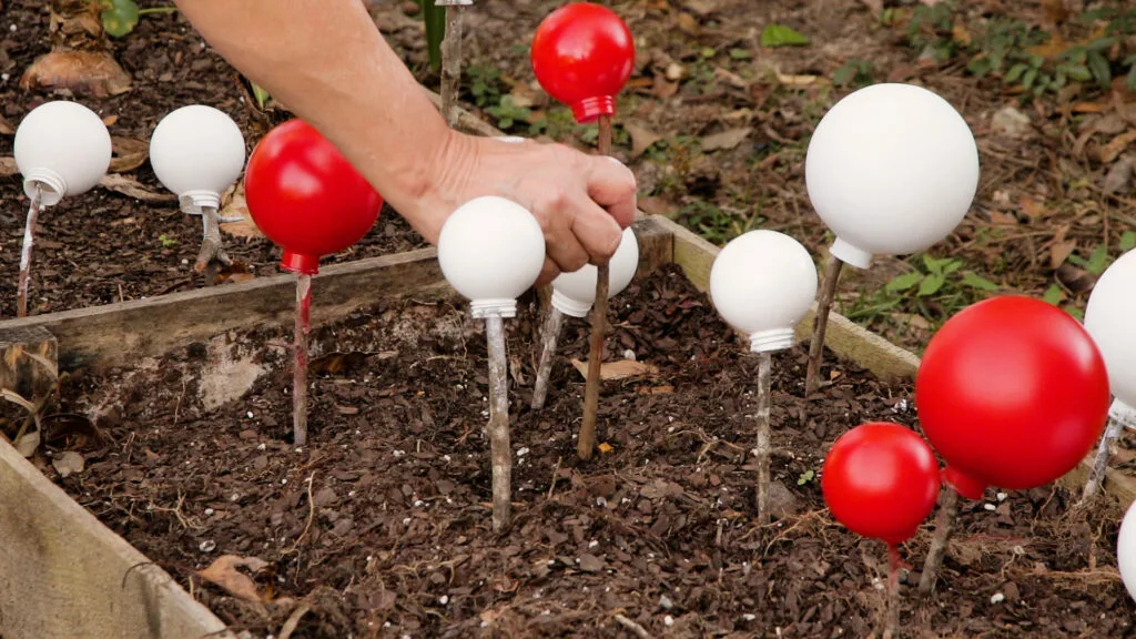 Sprayed painted clear ornaments on sticks stuck in the ground while they are drying