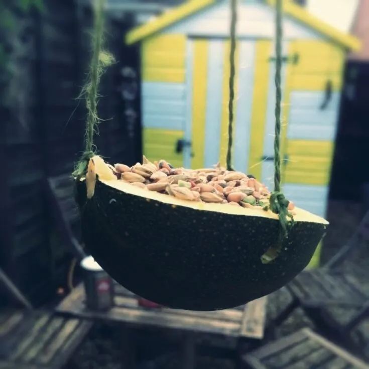 DIY Squash Bird Feeder in Tree