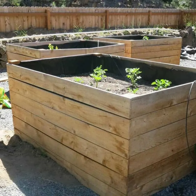 raised garden beds in a backyard