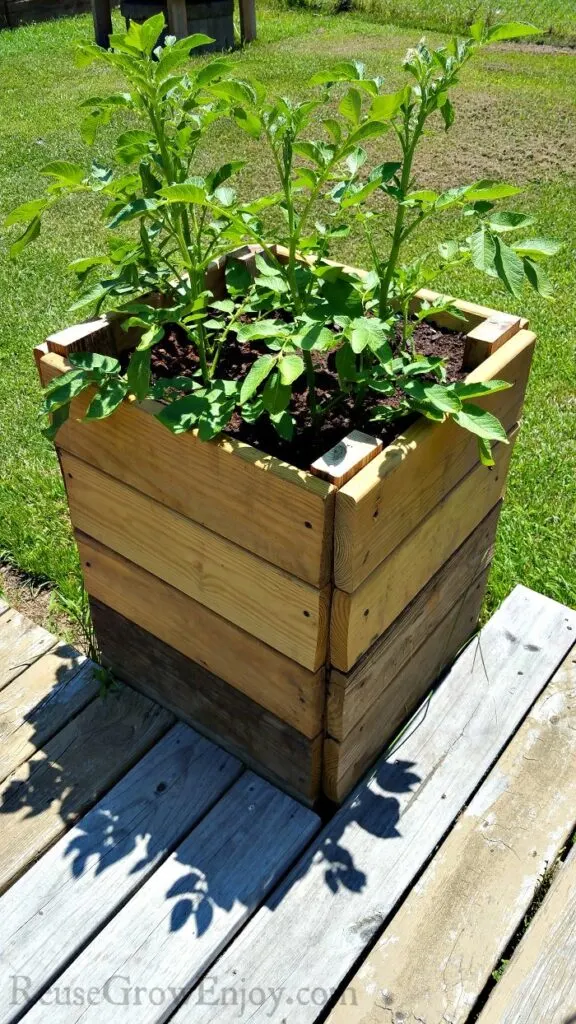 small raised tower pot on wood deck