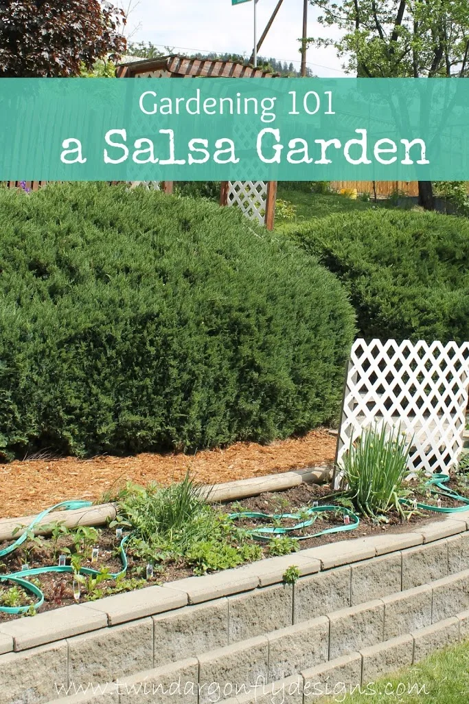 salsa garden in a raised bed