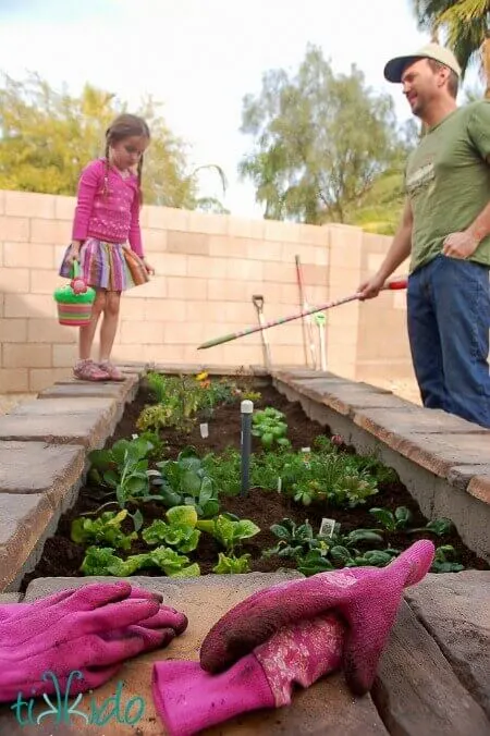 raised garden bed with herbs planted inside