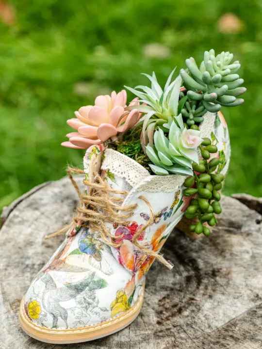 Decoupaged shoe filled with succulents on a tree stump
