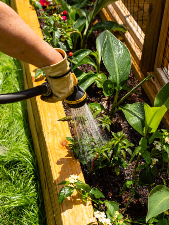 Watering the flower garden