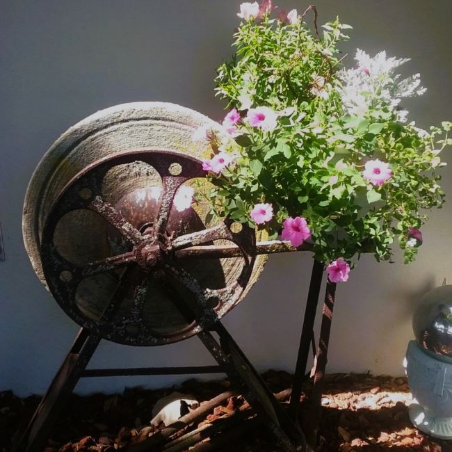 Pink flowers in a vintage metal grain grinder transformed into a planter