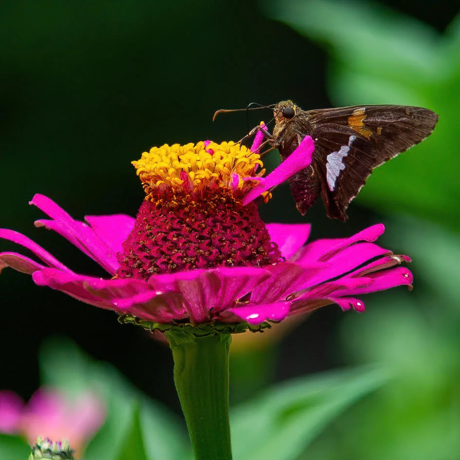 zinnia with butterfly in the garden