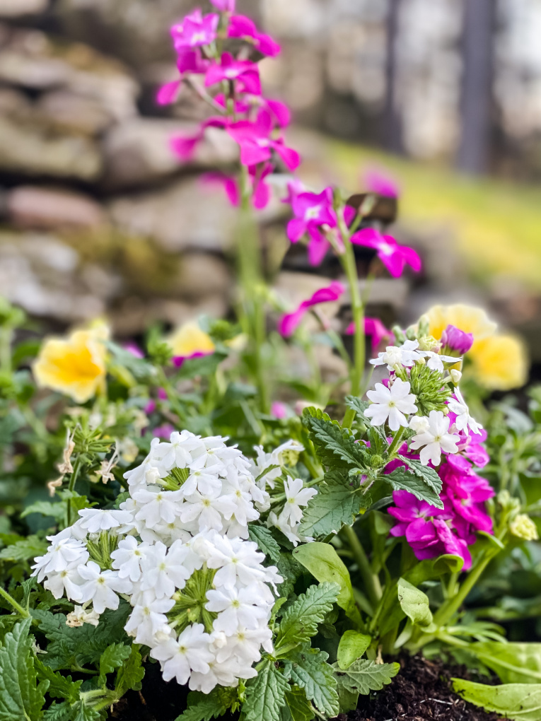Hot pink, white, and yellow flowers in a container garden