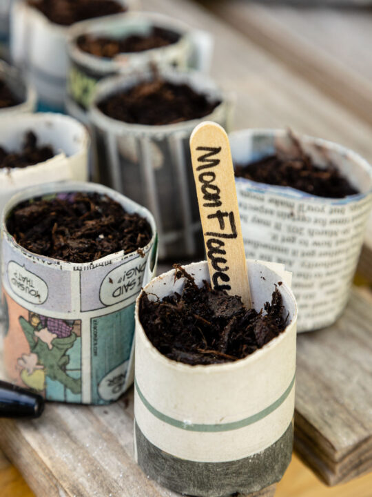 Seed starter pots filled with soil and seeds with a graden marker