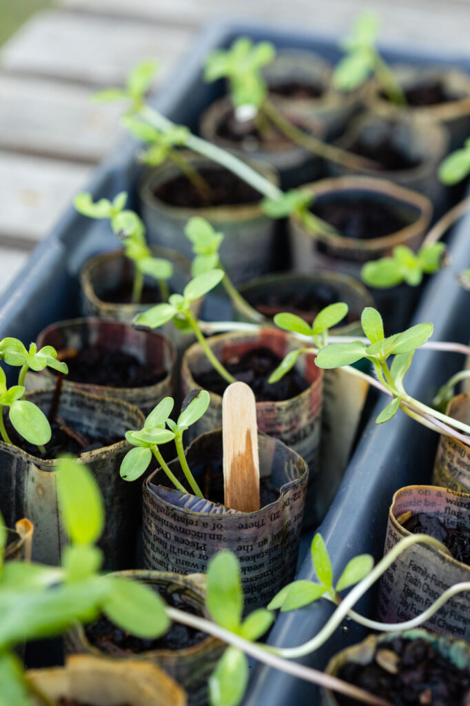 seedlings growing in DIY newspaper pots in a tray
