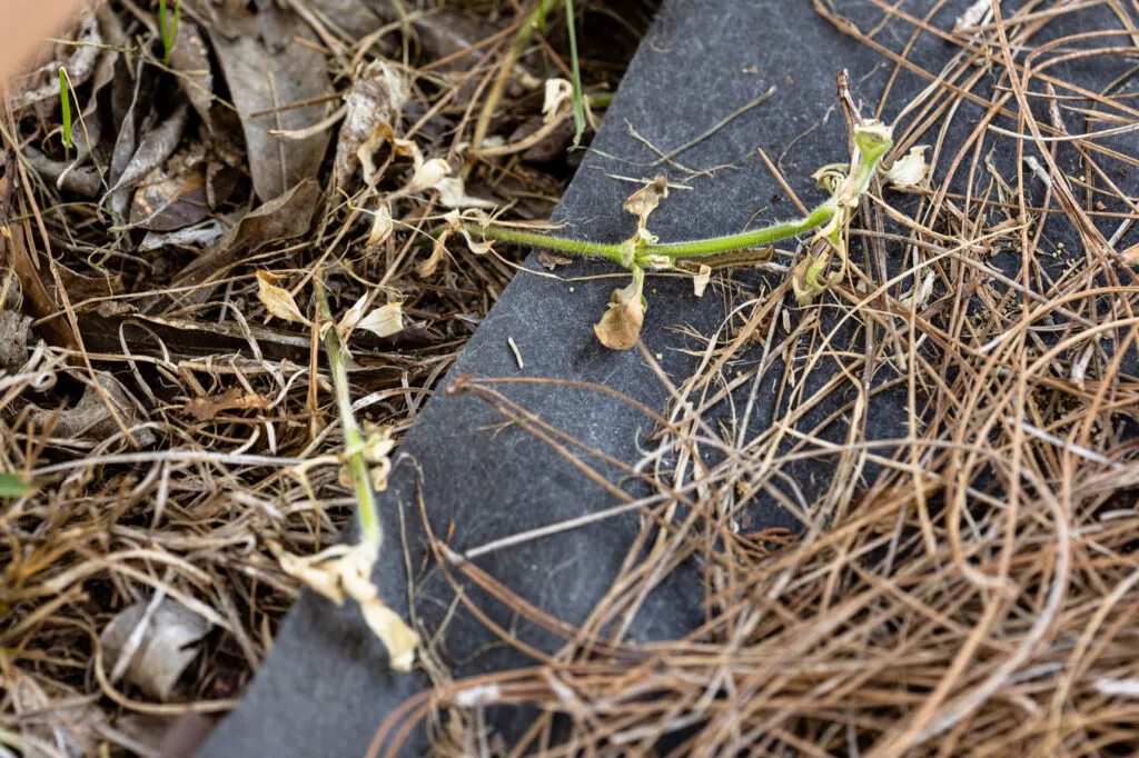 Weeds turning brown in the garden