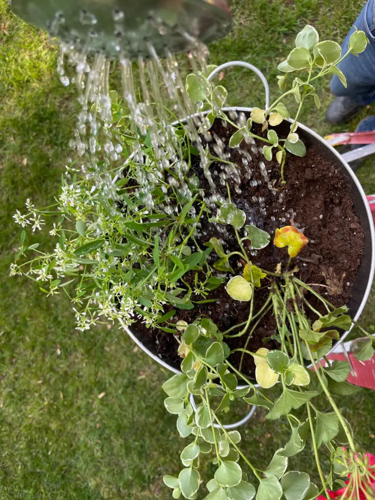 watering the filled planter