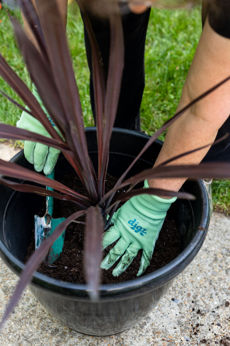 Container Gardening Guide - Kippi at Home