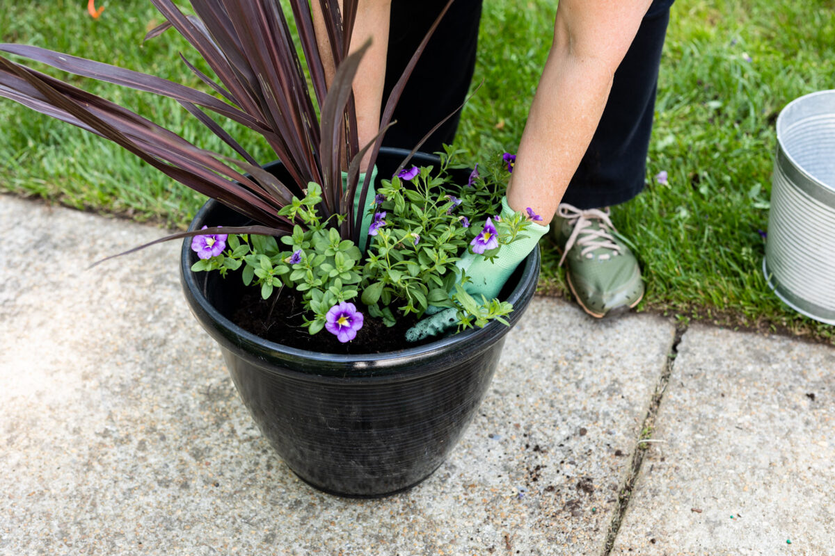 Container Gardening Guide - Kippi at Home