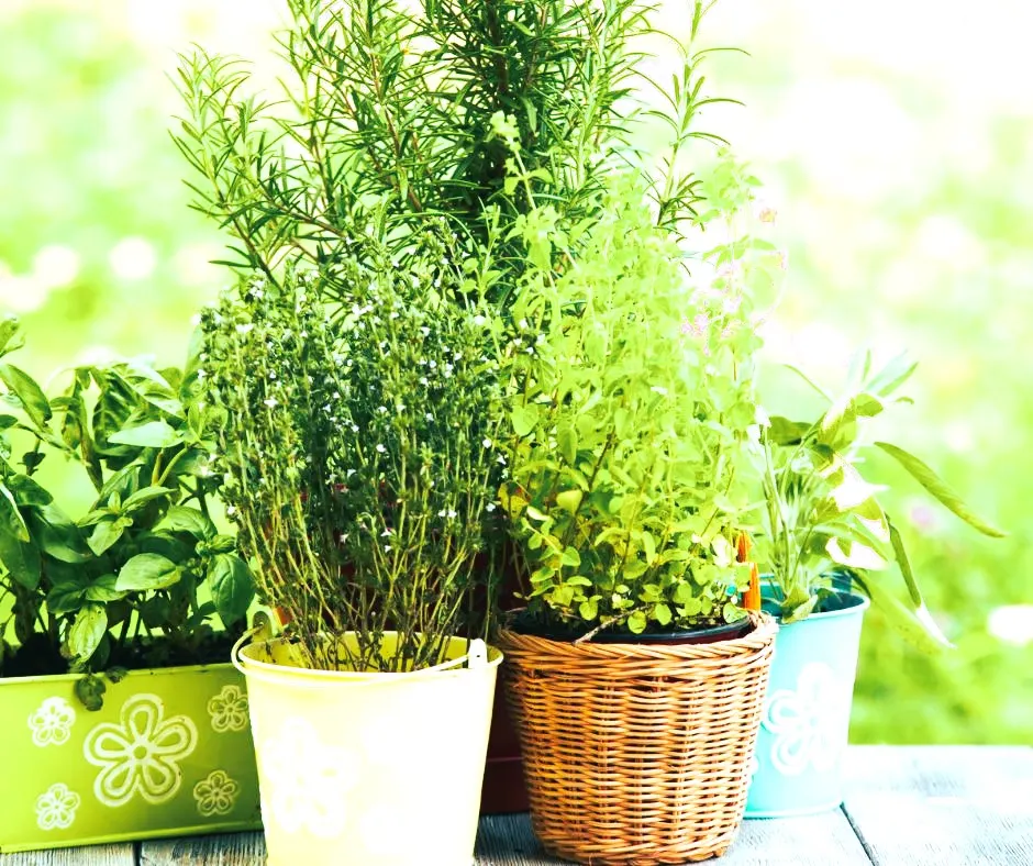 container herb garden 