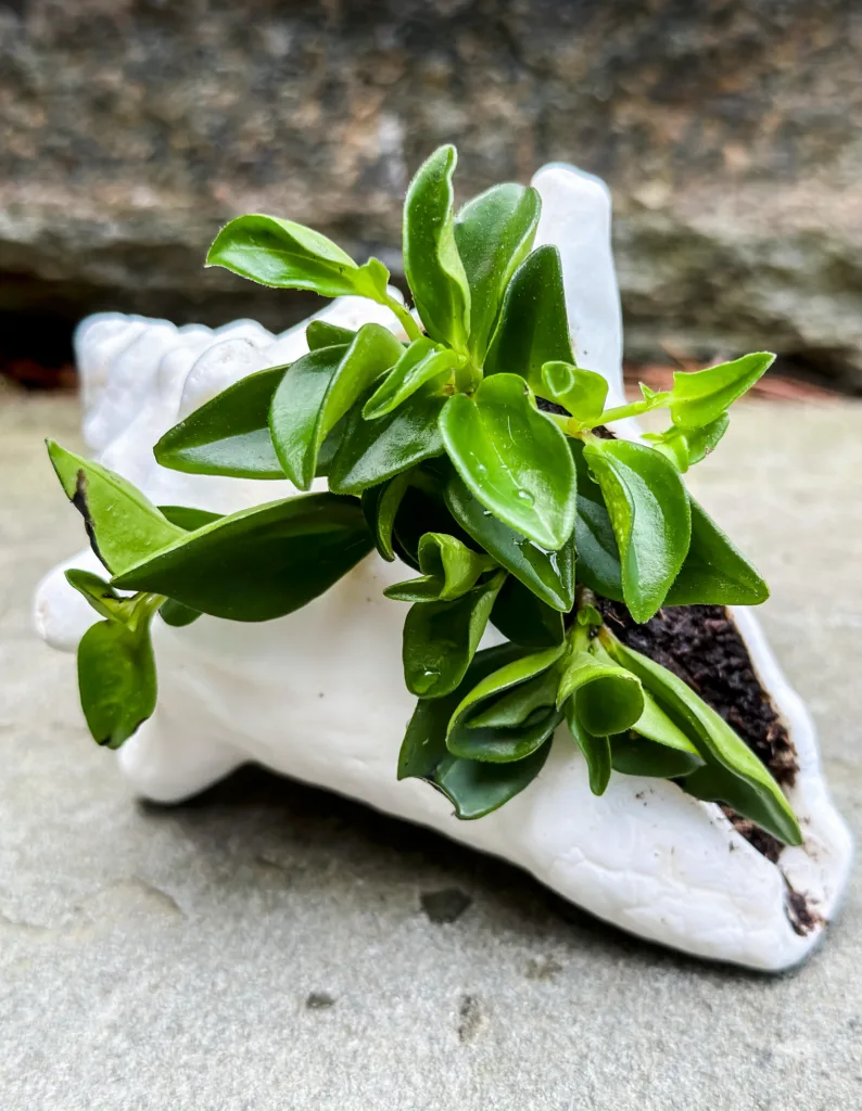 sea shell with a plant inside