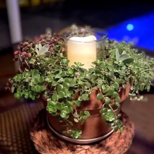 Succulent arrangement with a candle in the center 