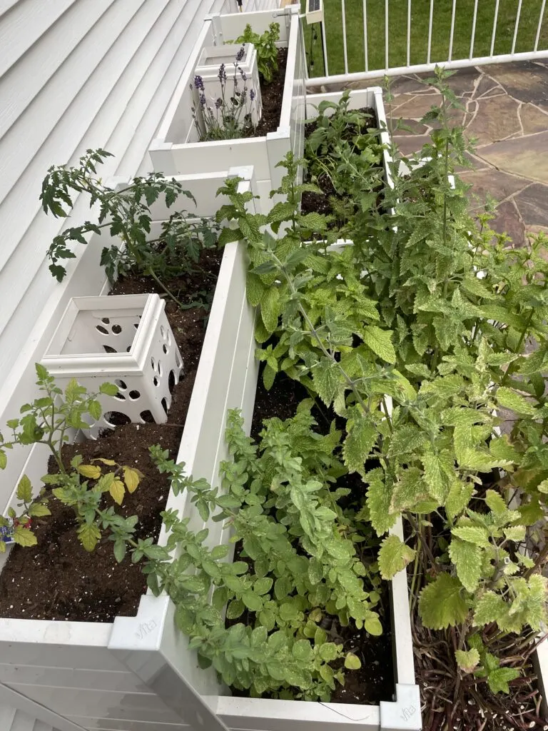 Raised garden beds