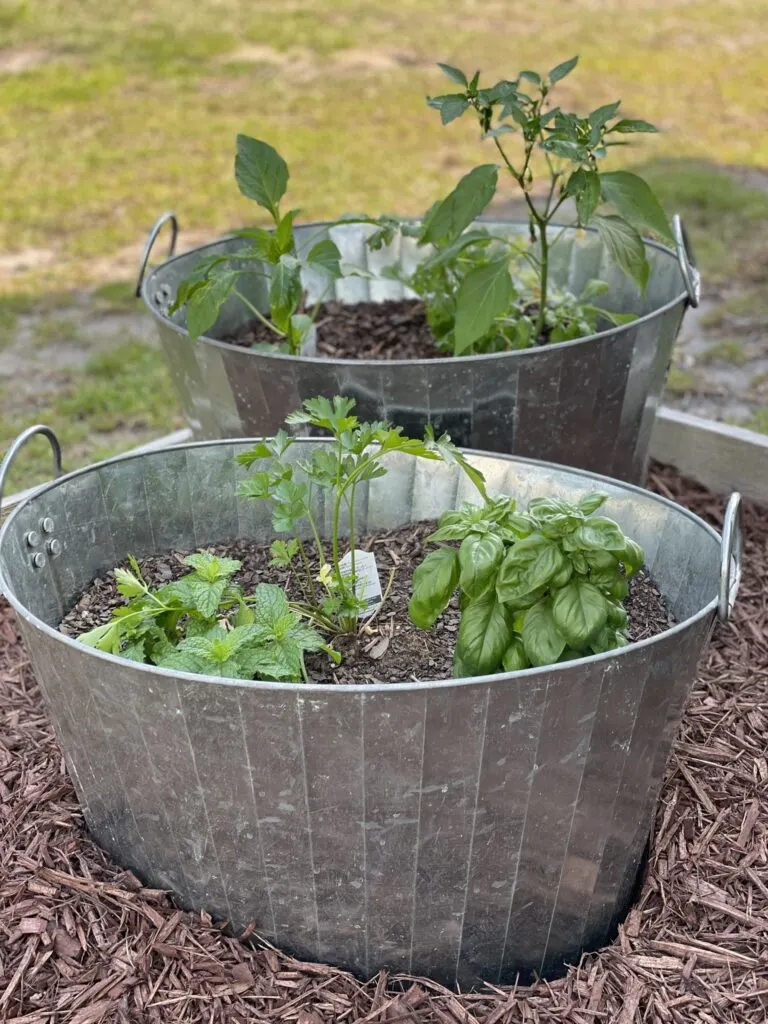 galvanized buckets with herbs planted in them
