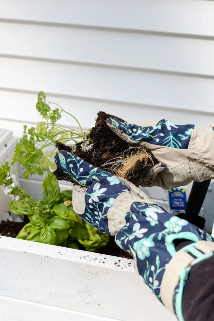 Using garden gloves to break apart the pants roots