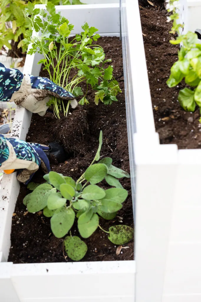 Planting parsley in raised bed