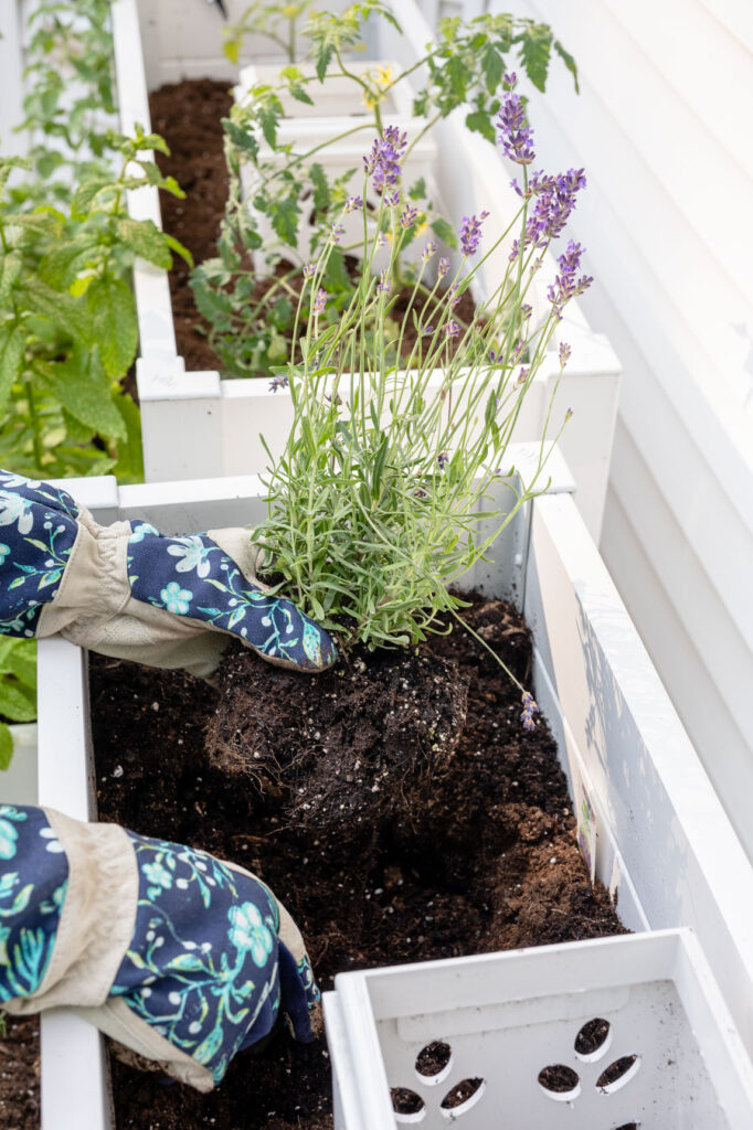 Planting lavender in a raised bed garden 