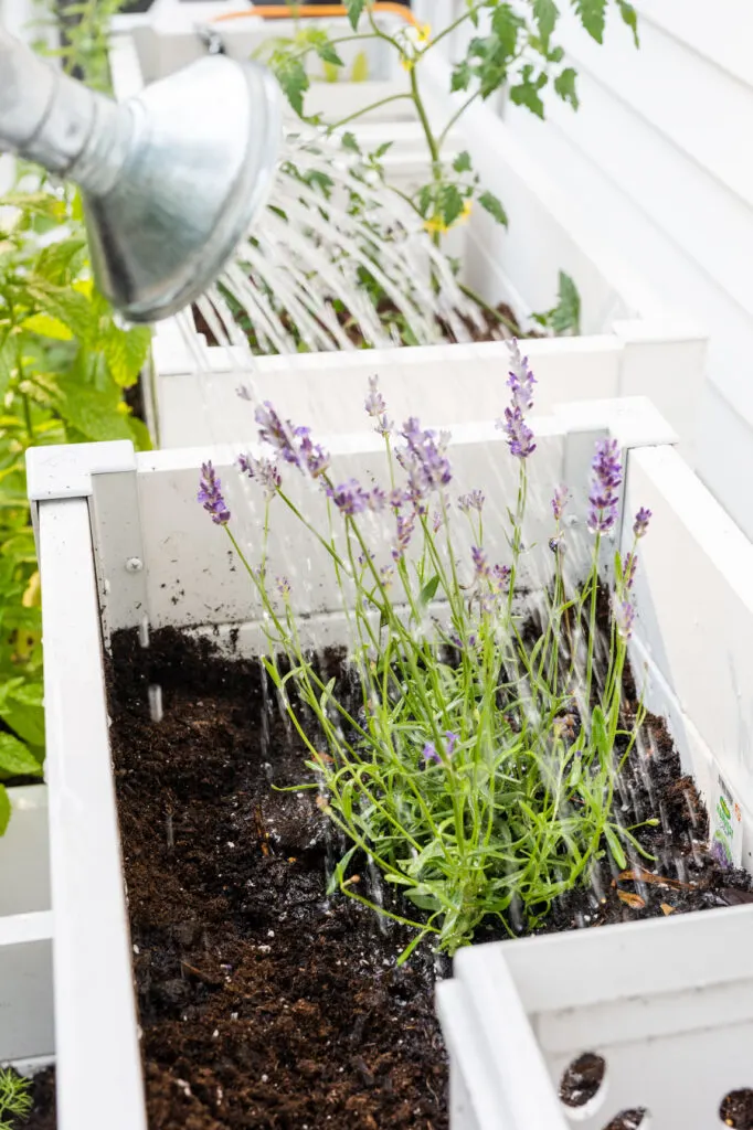 Watering lavender