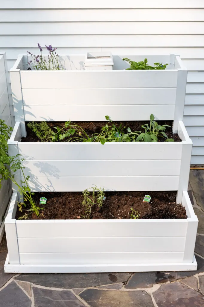 herb garden in a raised garden box