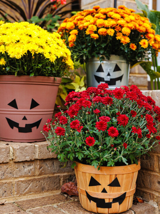 Stickers attached to flower pots filled with mums