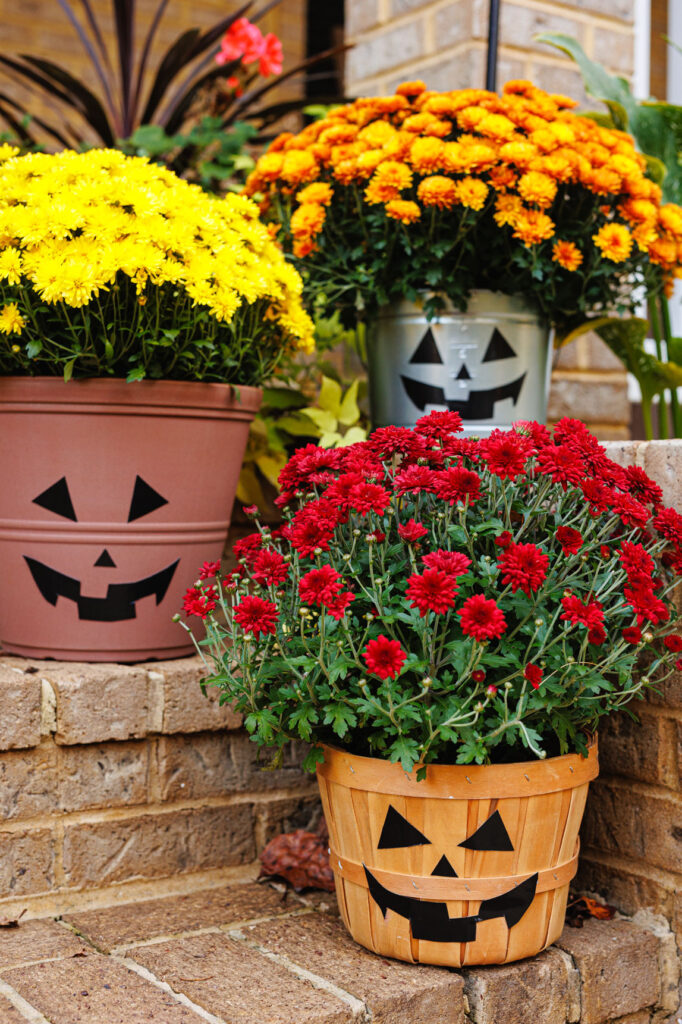 Flower pots of mums jack o lantern faces on the containers